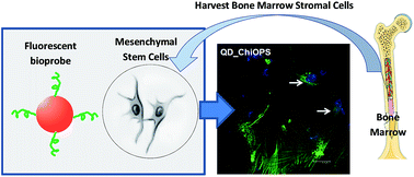 Graphical abstract: Fluorescent bionanoprobes based on quantum dot-chitosan–O-phospho-l-serine conjugates for labeling human bone marrow stromal cells
