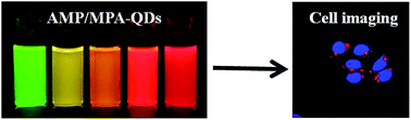 Graphical abstract: Facile synthesis of high-quality CdTe/CdS core/shell quantum dots in aqueous phase by using dual capping ligands