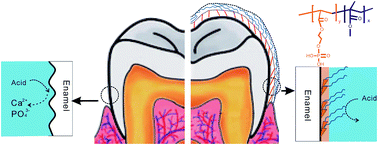 Graphical abstract: Bioinspired amphiphilic phosphate block copolymers as non-fluoride materials to prevent dental erosion