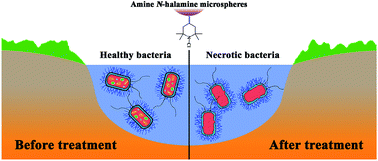 Graphical abstract: Design, synthesis and biocidal effect of novel amine N-halamine microspheres based on 2,2,6,6-tetramethyl-4-piperidinol as promising antibacterial agents