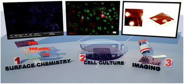 Graphical abstract: Peptide-modified conducting polymer as a biofunctional surface: monitoring of cell adhesion and proliferation