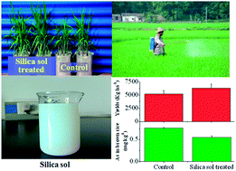 Graphical abstract: Effects of nanoscale silica sol foliar application on arsenic uptake, distribution and oxidative damage defense in rice (Oryza sativa L.) under arsenic stress