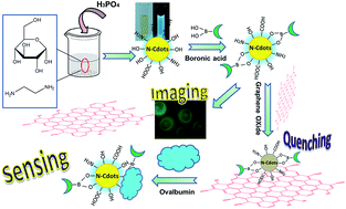 Graphical abstract: Ultrafast synthesis of nitrogen-doped carbon dots via neutralization heat for bioimaging and sensing applications