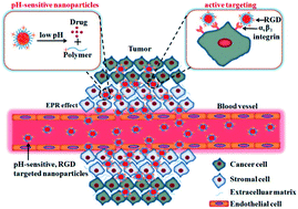 Graphical abstract: Cyclic RGD targeting nanoparticles with pH sensitive polymer–drug conjugates for effective treatment of melanoma