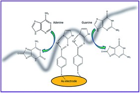 Graphical abstract: Electrochemical detection of adenine and guanine using a self-assembled copper(ii)–thiophenyl-azo-imidazole complex monolayer modified gold electrode