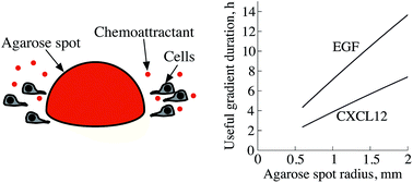 Graphical abstract: Improving the design of the agarose spot assay for eukaryotic cell chemotaxis