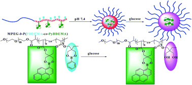 Graphical abstract: Smarter glucose-sensitivity of polymeric micelles formed from phenylborate ester-co-pyrenylboronic ester for insulin delivery at physiological pH