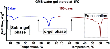 Graphical abstract: Nature and dynamics of monostearin phase transitions in water: stability and the sub-α-gel phase