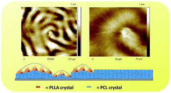 Graphical abstract: Distorted ring-banded spherulites in poly(l-lactic acid)/poly(ε-caprolactone) blends