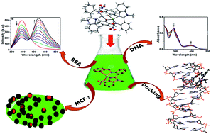 Graphical abstract: Potential apoptosis inducing agents based on a new benzimidazole schiff base ligand and its dicopper(ii) complex