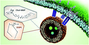 Graphical abstract: Liposomes containing mannose-6-phosphate-cholesteryl conjugates for lysosome-specific delivery