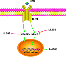 Graphical abstract: LL202 inhibits lipopolysaccharide-induced angiogenesis in vivo and in vitro