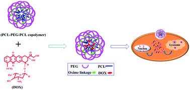 Graphical abstract: pH-responsive flower-like micelles constructed via oxime linkage for anticancer drug delivery