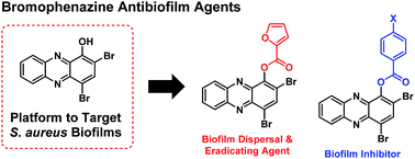 Graphical abstract: Bromophenazine derivatives with potent inhibition, dispersion and eradication activities against Staphylococcus aureus biofilms