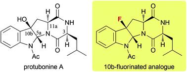 Graphical abstract: Synthesis of 10b-fluorinated analogues of protubonine A and its 11a-epimer via fluorocyclisation of tryptophan-containing dipeptides