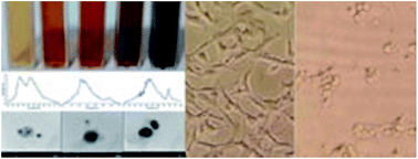 Graphical abstract: Green synthesis of anisotropic silver nanoparticles with potent anticancer activity using Taxus baccata extract