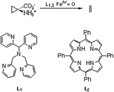 Graphical abstract: Comparison of heme and nonheme iron-based 1-aminocyclopropane-1-carboxylic acid oxidase mimics: kinetic, mechanistic and computational studies