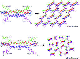 Graphical abstract: Directed self-assembly of genomic sequences into monomeric and polymeric branched DNA structures