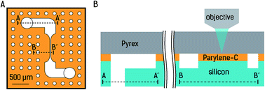 Graphical abstract: Programming and use of Parylene C fluorescence as a quantitative on-chip reference