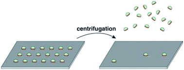 Graphical abstract: Measuring the adhesion strength of a thin film to a substrate by centrifugation