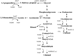 Graphical abstract: 1-Butanol production from glycerol by engineered Klebsiella pneumoniae