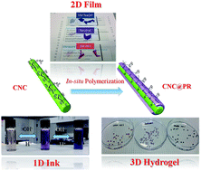 Graphical abstract: Polyrhodanine coated cellulose nanocrystals as optical pH indicators