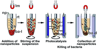 Graphical abstract: A novel TiO2-assisted magnetic nanoparticle separator for treatment and inactivation of bacterial contaminants in aquatic systems