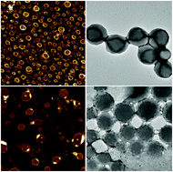 Graphical abstract: Self-assembled multimicellar vesicles via complexation of a rigid conjugated polymer with an amphiphilic block copolymer