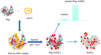 Graphical abstract: Study of captopril pharmacokinetics in rabbit blood with microdialysis based on online generated Au nanoclusters and pepsin–captopril interaction in luminol chemiluminescence