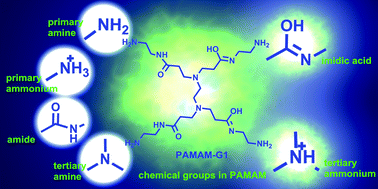 Graphical abstract: Poly-amidoamine structure characterization: amide resonance structure of imidic acid (HO–C [[double bond, length as m-dash]] N) and tertiary ammonium