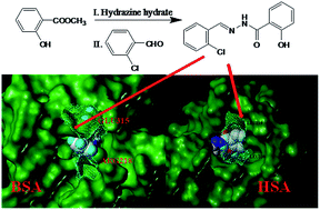 Graphical abstract: Comprehensive study of the adsorption of an acylhydrazone derivative by serum albumin: unclassical static quenching