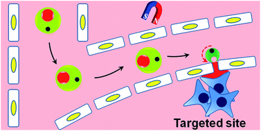 Graphical abstract: Smart microcapsules for direction-specific burst release of hydrophobic drugs