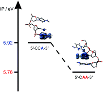 Graphical abstract: The oxidization potential of AA steps in single strand DNA oligomers