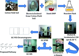 Graphical abstract: Complete degradation of dimethyl phthalate by biochemical cooperation of the Bacillus thuringiensis strain isolated from cotton field soil