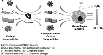 Graphical abstract: A comparative study of antioxidant-loaded carbon nanoparticles as drug delivery vehicles