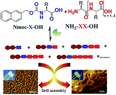 Graphical abstract: Exploring thermodynamically downhill nanostructured peptide libraries: from structural to morphological insight