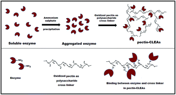 Graphical abstract: Pectin cross-linked enzyme aggregates (pectin-CLEAs) of glucoamylase