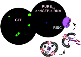 Graphical abstract: Polyurea dendrimer for efficient cytosolic siRNA delivery