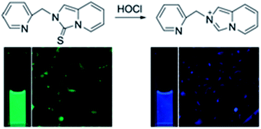 Graphical abstract: An oxidative cleavage-based ratiometric fluorescent probe for hypochlorous acid detection and imaging