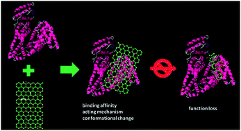 Graphical abstract: Interaction of graphene oxide with human serum albumin and its mechanism