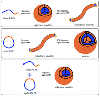 Graphical abstract: Morphological transition difference of linear and cyclic block copolymer with polymer blending in a selective solvent by combining dissipative particle dynamics and all-atom molecular dynamics simulations based on the ABEEM polarizable force field