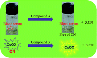 Graphical abstract: A rationally designed molecule for removal of cyanide from human blood serum and cytochrome c oxidase