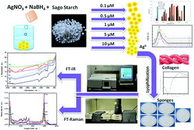 Graphical abstract: Vibrational spectroscopic investigation on interaction of sago starch capped silver nanoparticles with collagen: a comparative physicochemical study using FT-IR and FT-Raman techniques