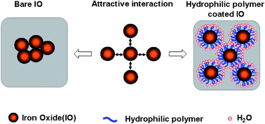Graphical abstract: Immunomagnetic nanoparticles based on a hydrophilic polymer coating for sensitive detection of Salmonella in raw milk by polymerase chain reaction