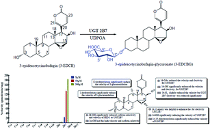 Graphical abstract: A highly selective probe for UDP-glucuronosyltransferase 2B7 (UGT2B7) in human microsomes: isoform specificity, kinetic characterization, and applications