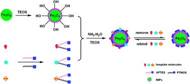 Graphical abstract: Novel magnetic multi-template molecularly imprinted polymers for specific separation and determination of three endocrine disrupting compounds simultaneously in environmental water samples