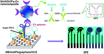 Graphical abstract: An electrochemical strategy with molecular beacon and hemin/G-quadruplex for the detection of Clostridium perfringens DNA on screen-printed electrodes