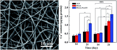 Graphical abstract: Attapulgite-doped electrospun poly(lactic-co-glycolic acid) nanofibers enable enhanced osteogenic differentiation of human mesenchymal stem cells