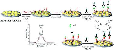 Graphical abstract: An RNA aptamer-based electrochemical biosensor for sensitive detection of malachite green