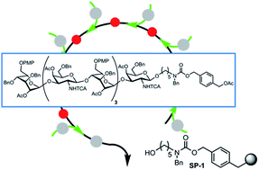 Graphical abstract: Solid-phase assembly of glycosaminoglycan oligosaccharide precursors